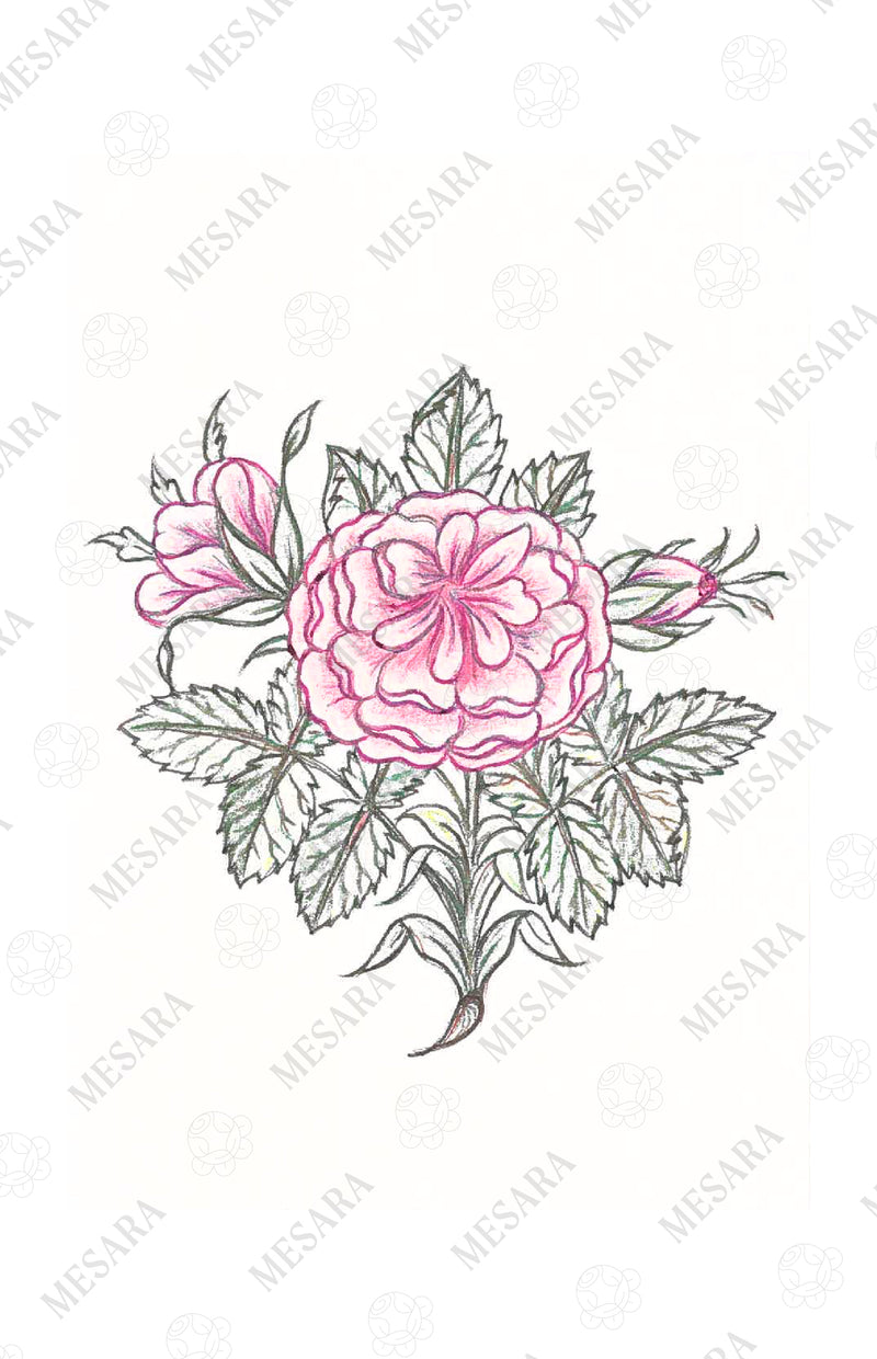 100-Leafed Rose Rosa Centifolia