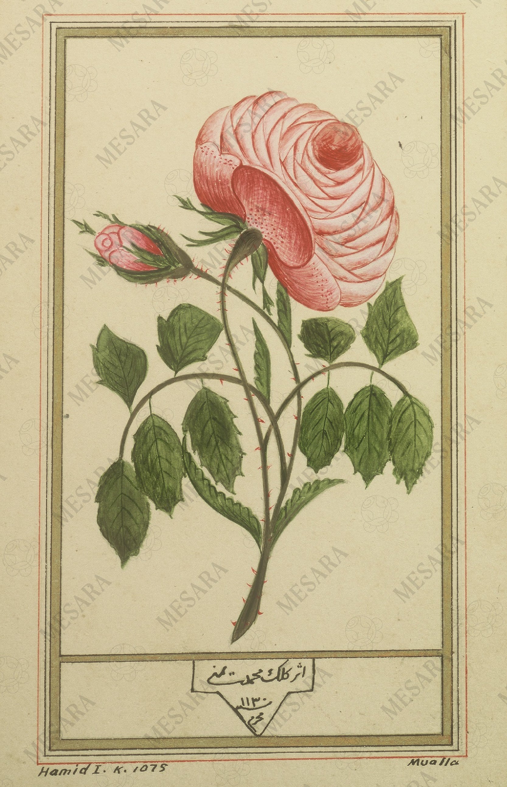 Pink Rose with a Bud