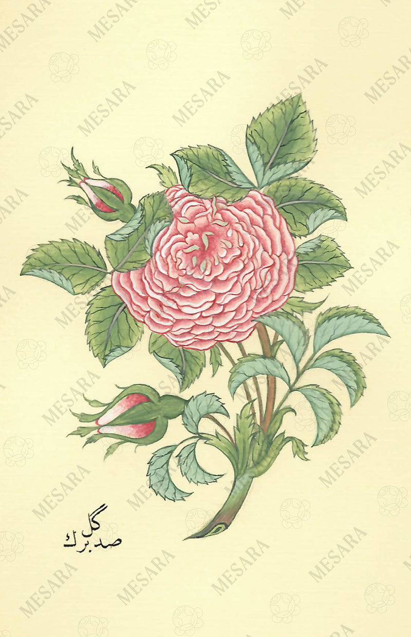 A Study of 100-Leafed Rose