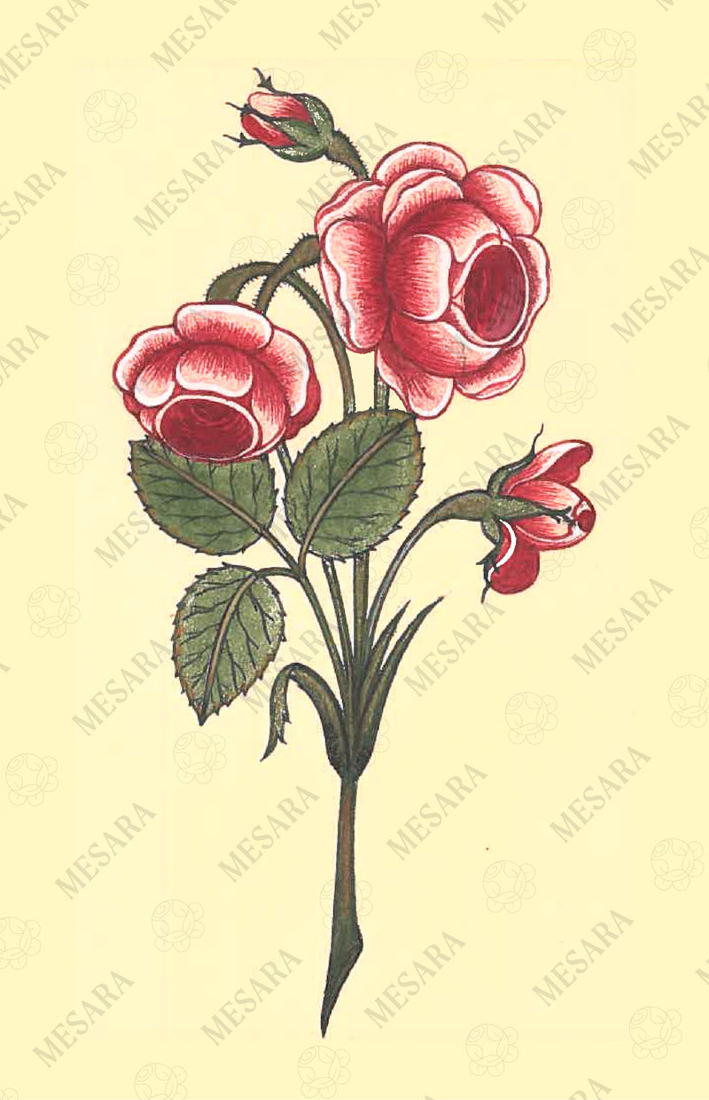 A Spray of Red Roses