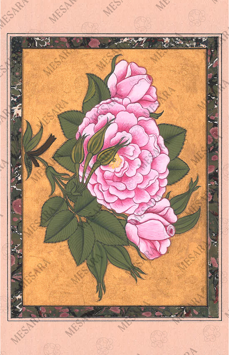 A Pink Rose, Gül-i Sadberk Rosa Centifolia