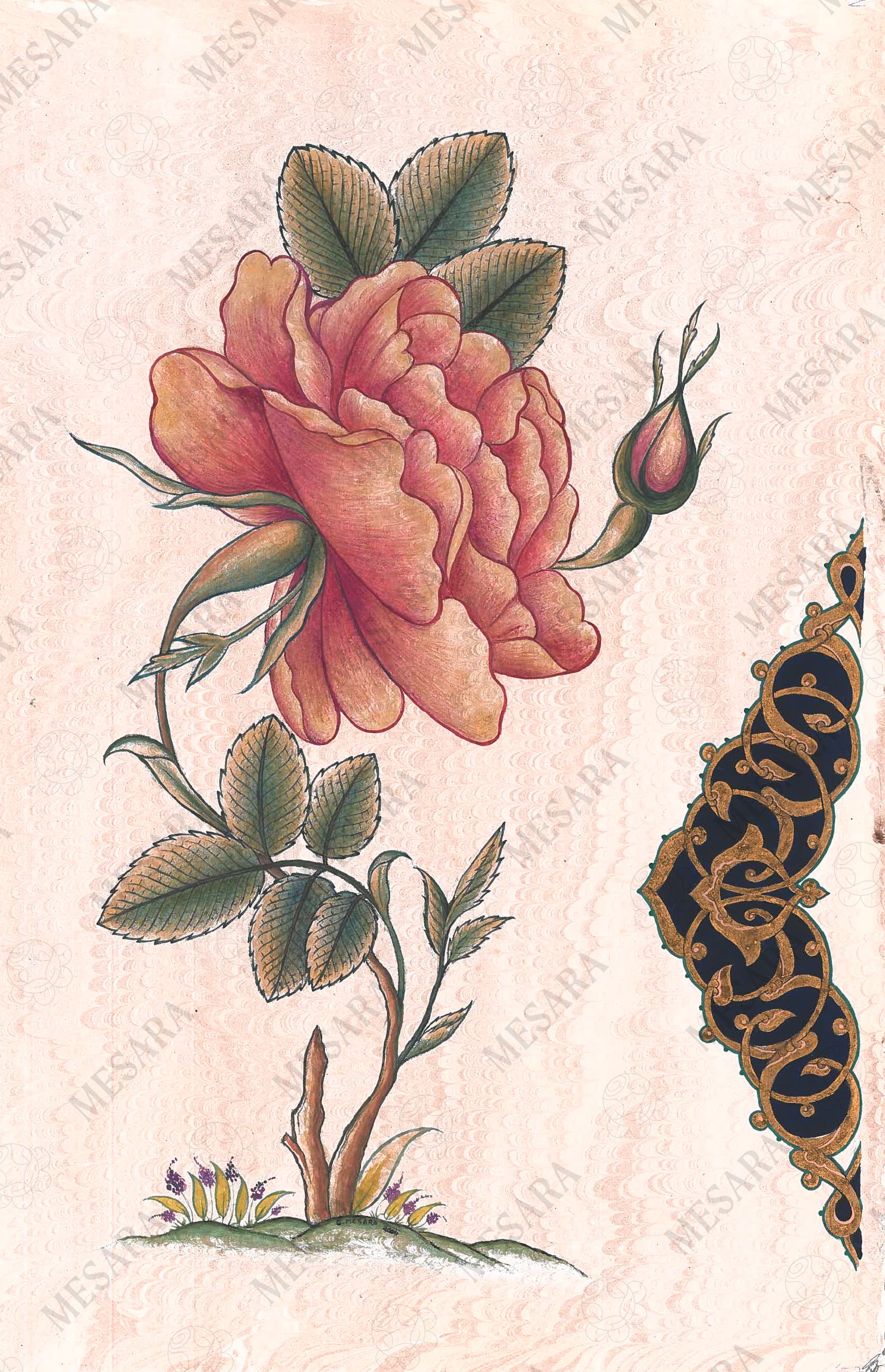 A Cabbage Rose with Half Semse Design