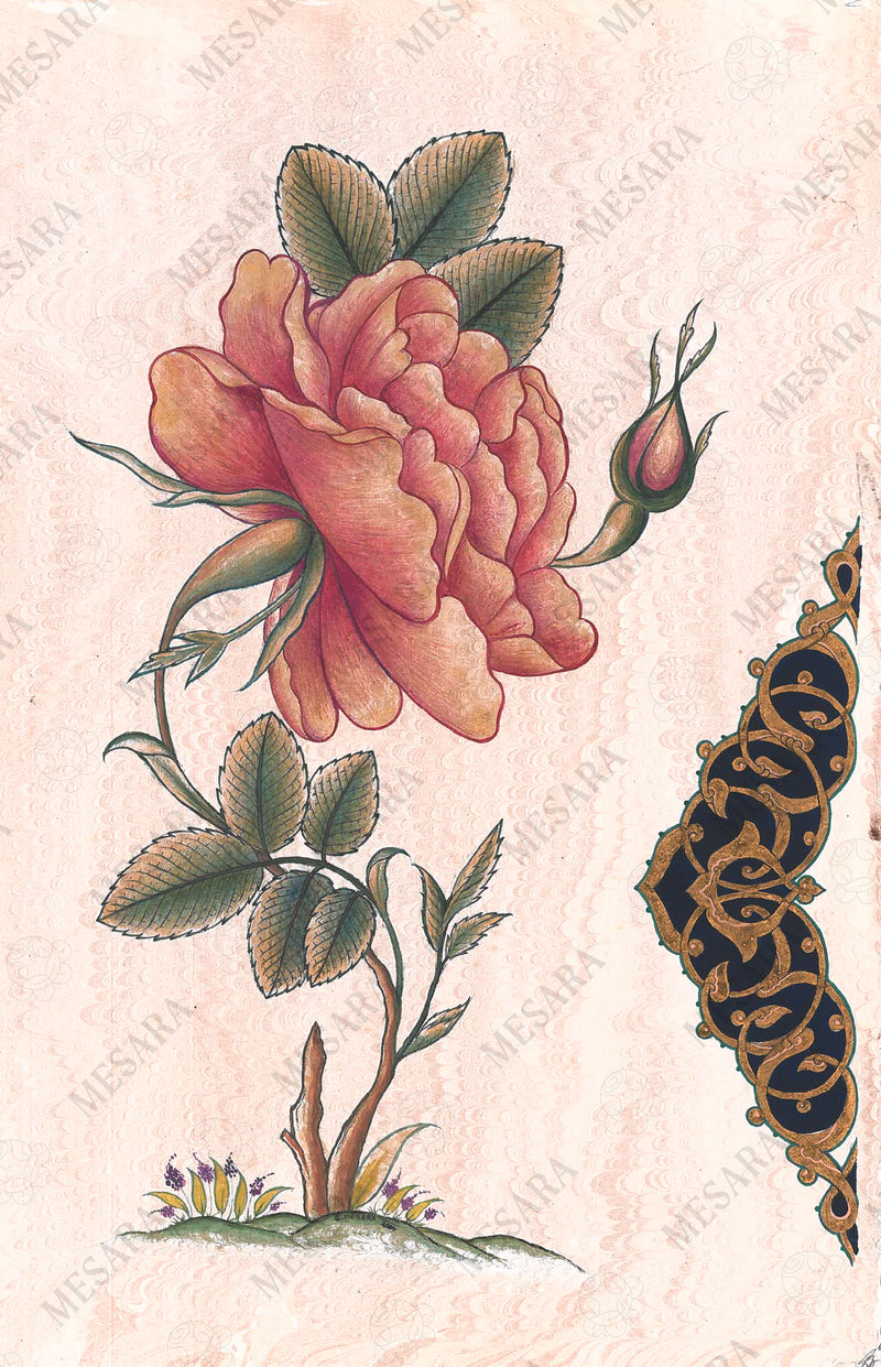 A Cabbage Rose with Half Semse Design