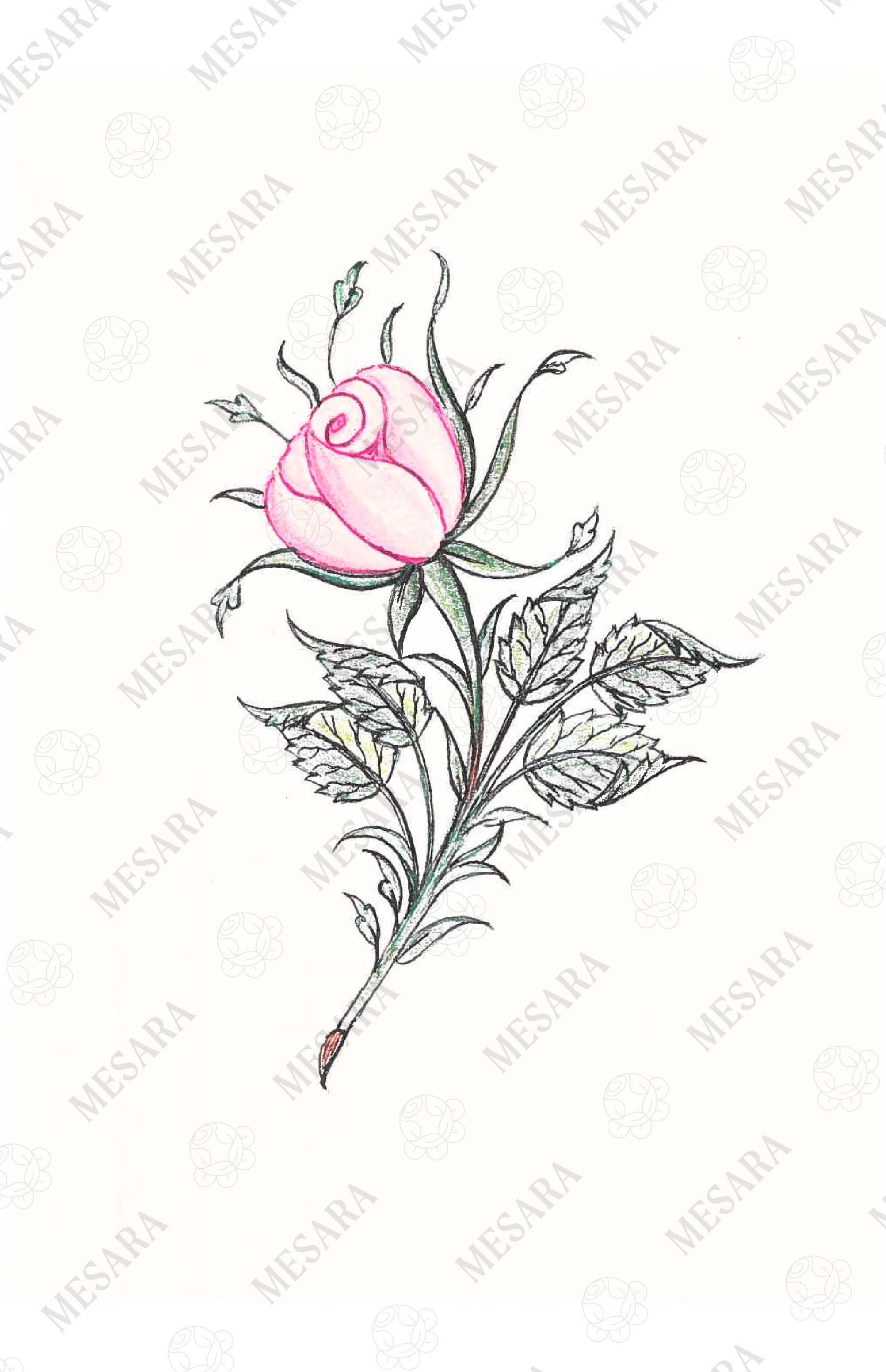 A Study of a Single Rose