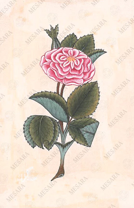 Gül-i Sadberk 100-Leafed Rose Rosa Centifolia